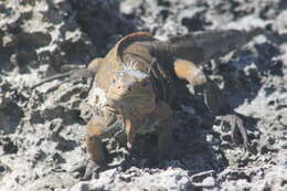 Image of Cyclura rileyi rileyi Stejneger 1903