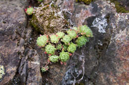 Imagem de Sedum hirsutum All.