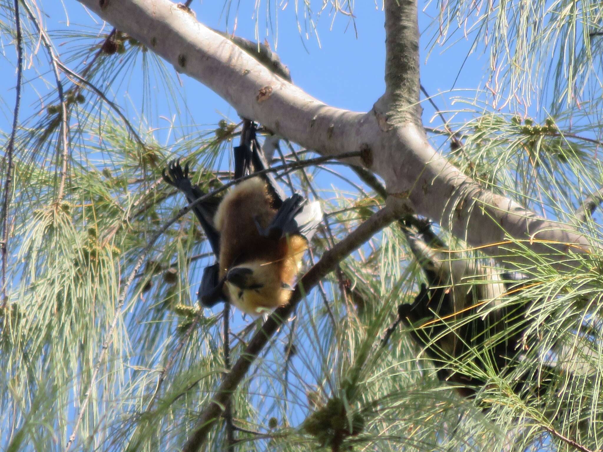 Image of Greater Mascarene Flying Fox