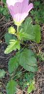 Image of Malope malacoides L.