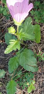 Image of Malope malacoides L.