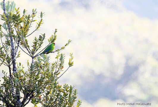 Image of New Caledonian Parakeet