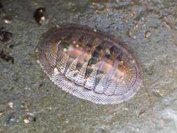 Image of Chiton cumingsii Frembly 1827