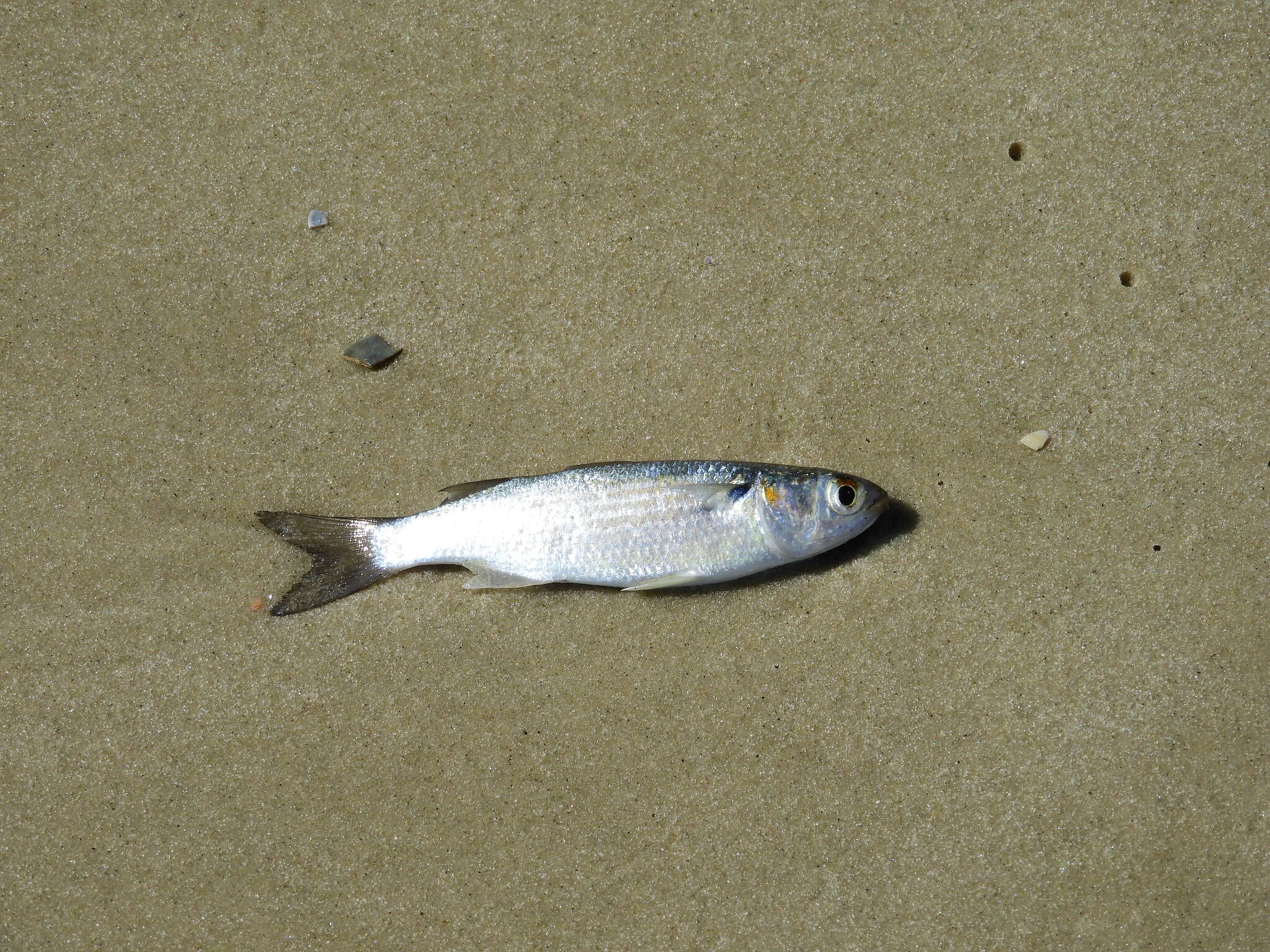 Image of Blueback Mullet