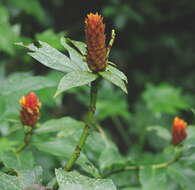 Image of Costus barbatus Suess.