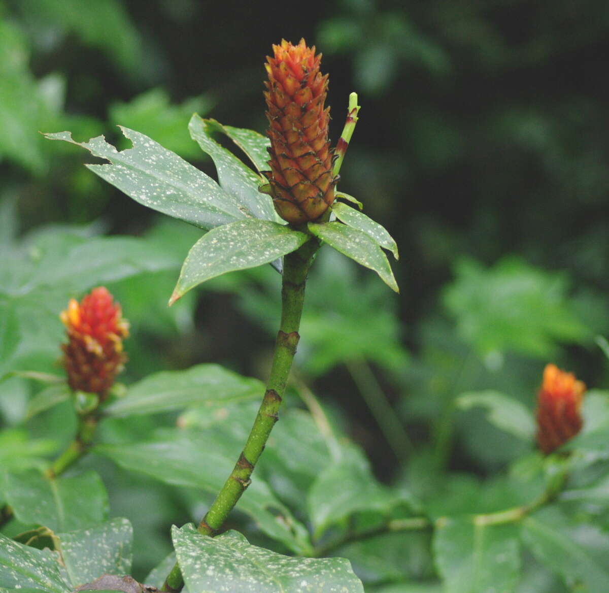 Image of Costus barbatus Suess.