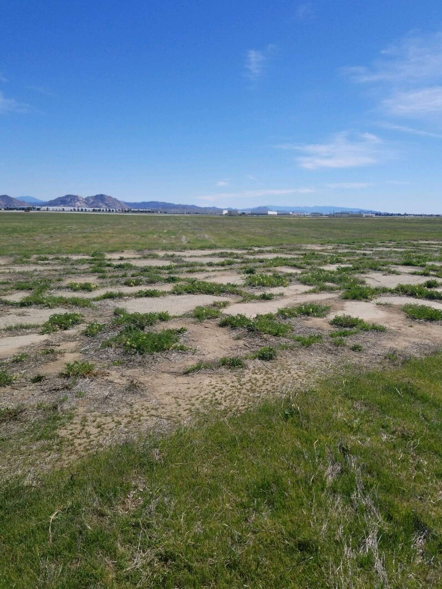 Image of Pomona milkvetch