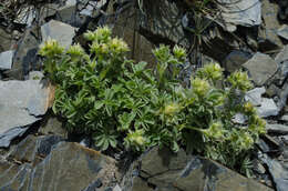 Imagem de Potentilla nivalis Lapeyr.