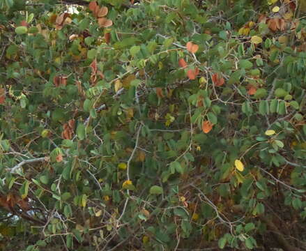 Image of Bauhinia petersiana Bolle