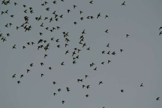 Image of Canary-winged Parakeet