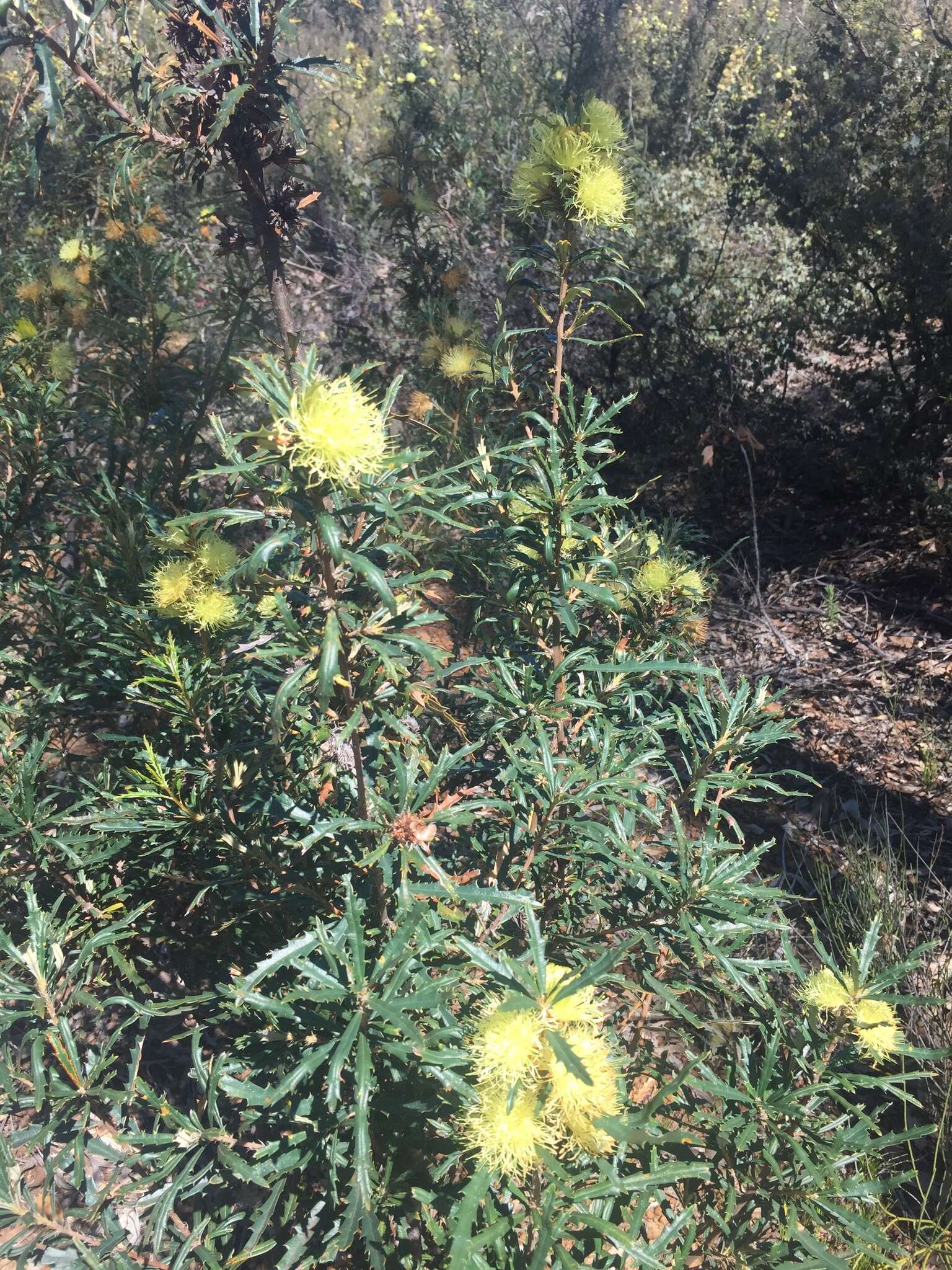 Imagem de Banksia polycephala (Benth.) A. R. Mast & K. R. Thiele