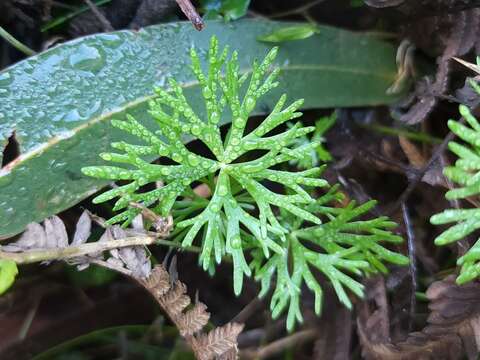 Image of Ranunculus inundatus R. Br. ex DC.