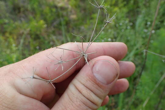 Image of ribbed mock bishopweed