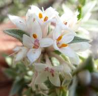 Image of Pimelea aridula Cockayne