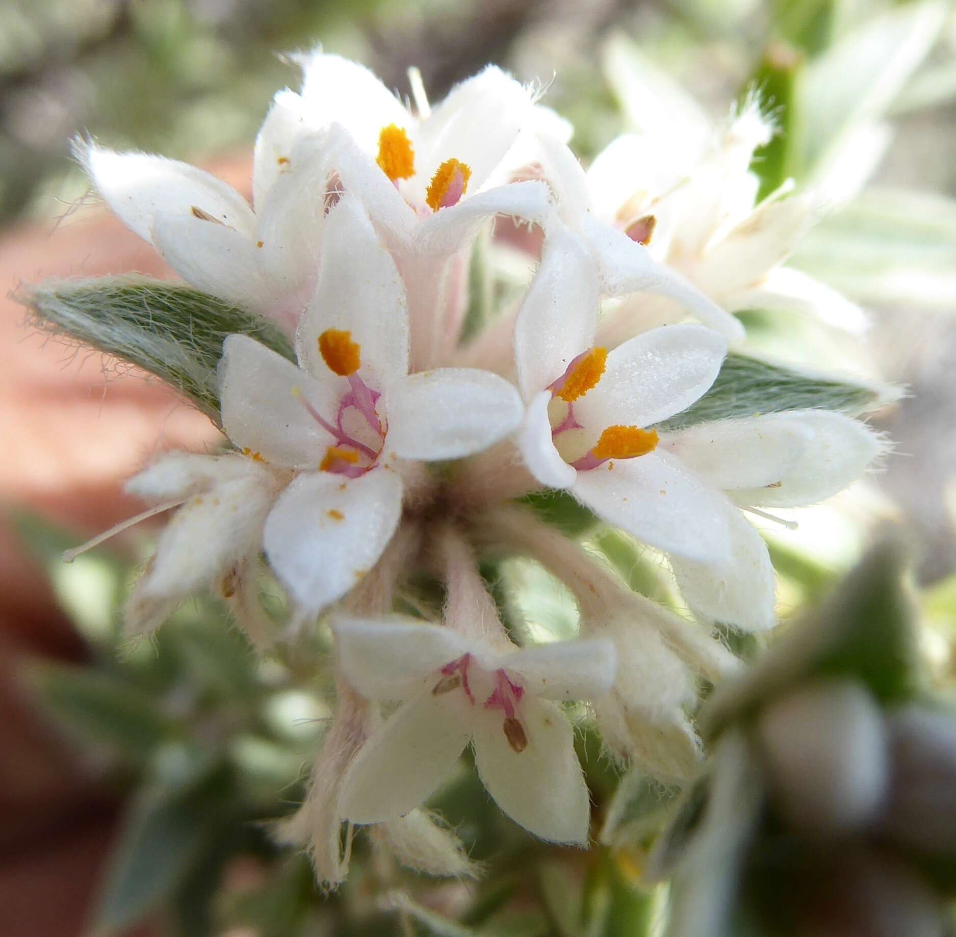 Image of Pimelea aridula Cockayne