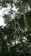 Image of Dypsis saintelucei Beentje