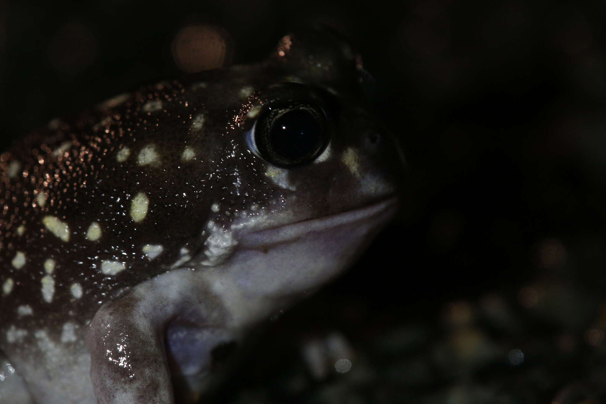 Image of Western Spotted Frog