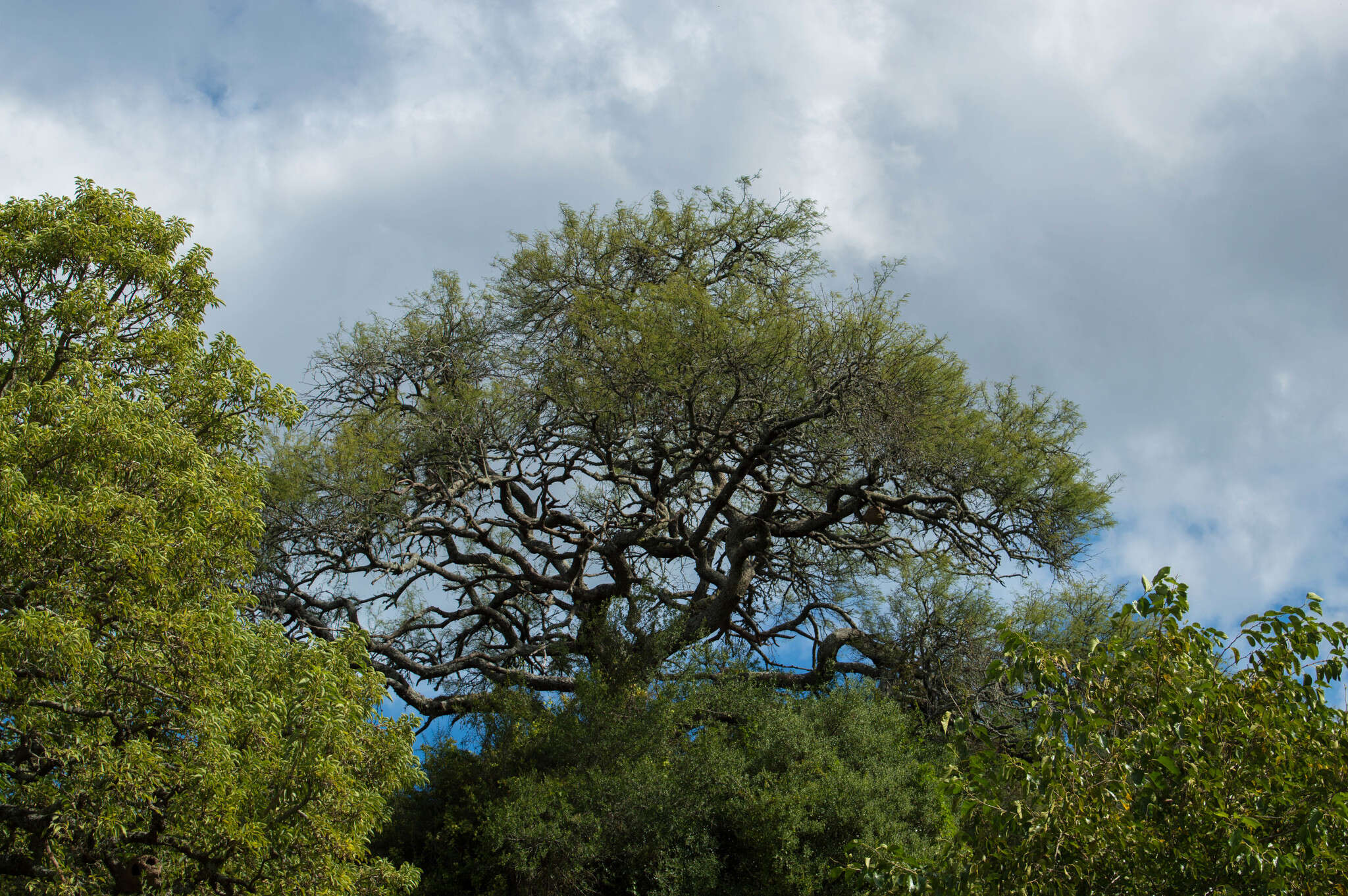 Image of algarrobo negro