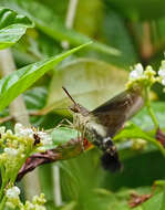 Image of Tantalus Sphinx