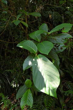 Plancia ëd Neonauclea reticulata (Havil.) Merr.