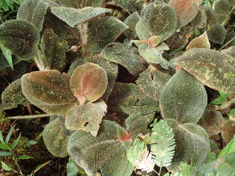 Sivun Miconia spectabilis (Gleason) Michelang. kuva