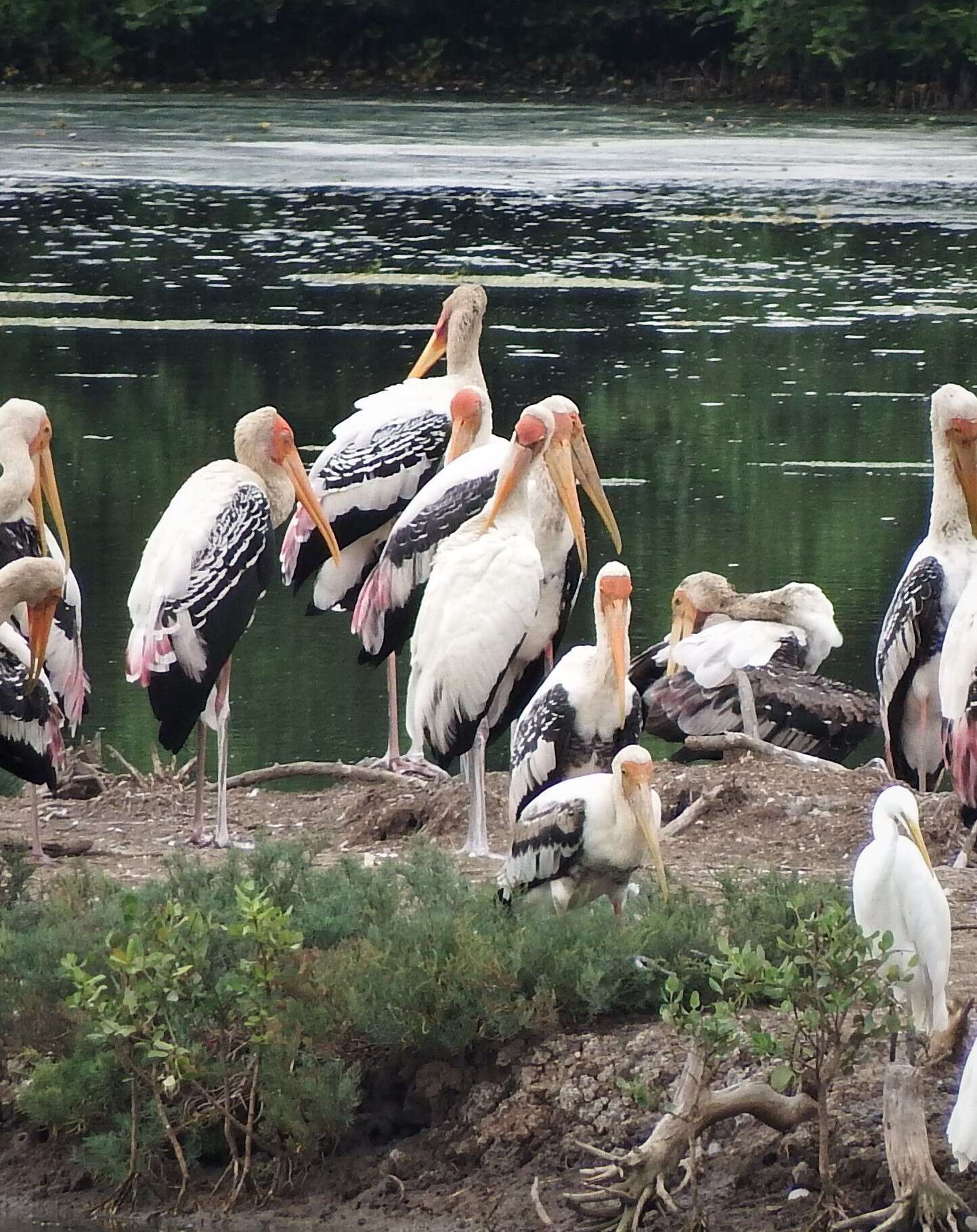 Image of Milky Stork