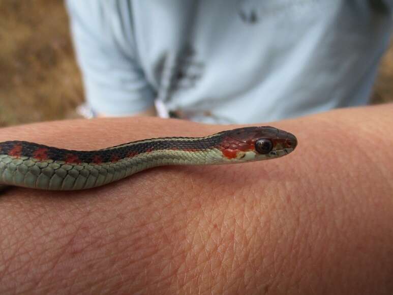 Image of Thamnophis sirtalis infernalis (Blainville 1835)