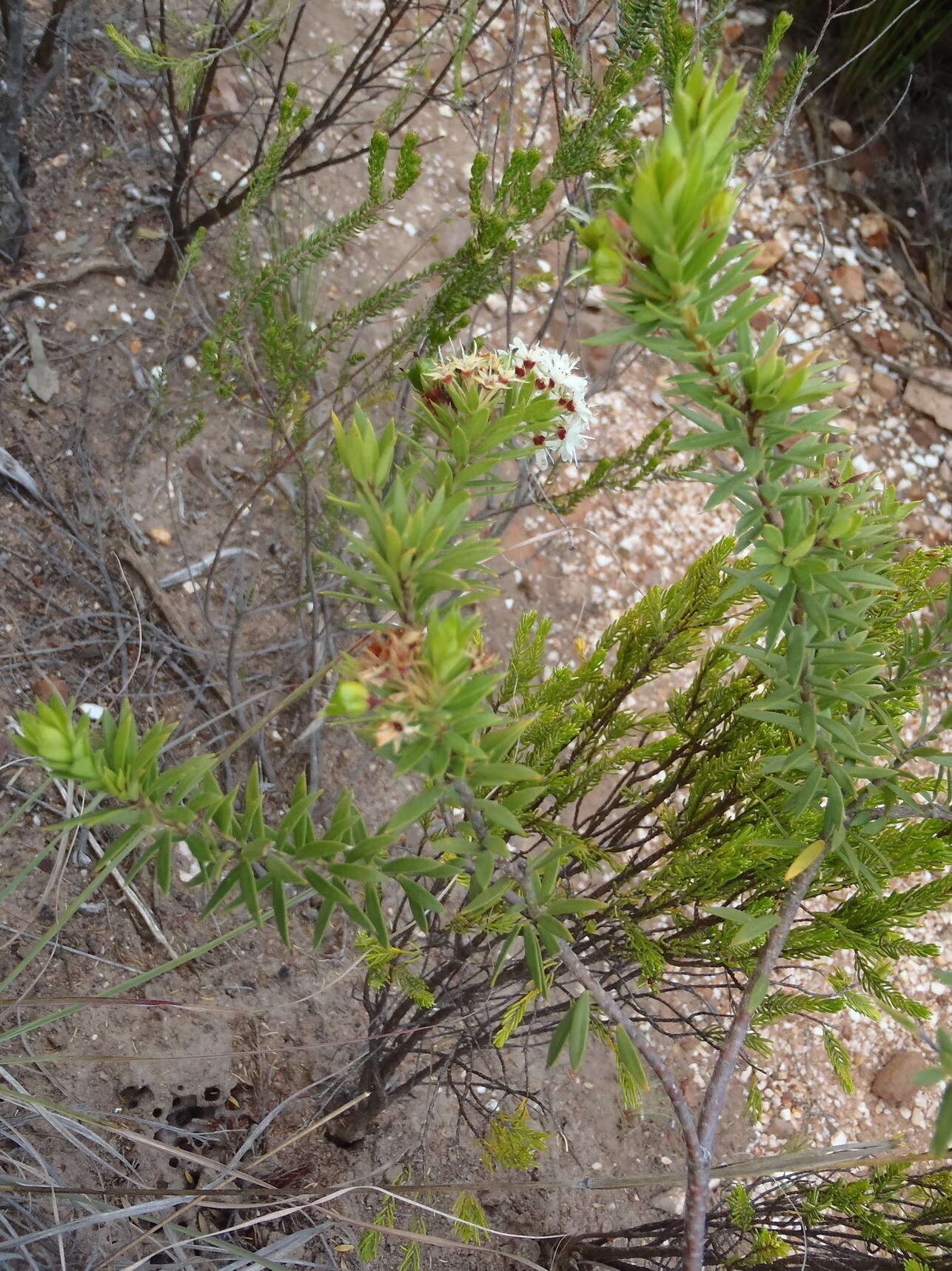 Image of Agathosma puberula (Steud.) Fourc.