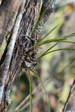 Image of Encyclia bractescens (Lindl.) Hoehne