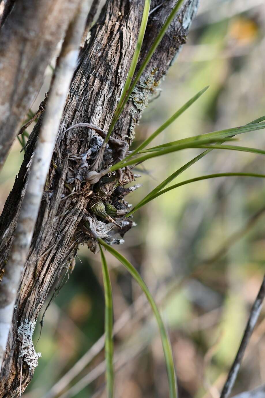 Image of Encyclia bractescens (Lindl.) Hoehne