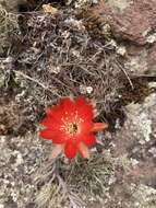 Echinopsis hertrichiana (Backeb.) D. R. Hunt resmi