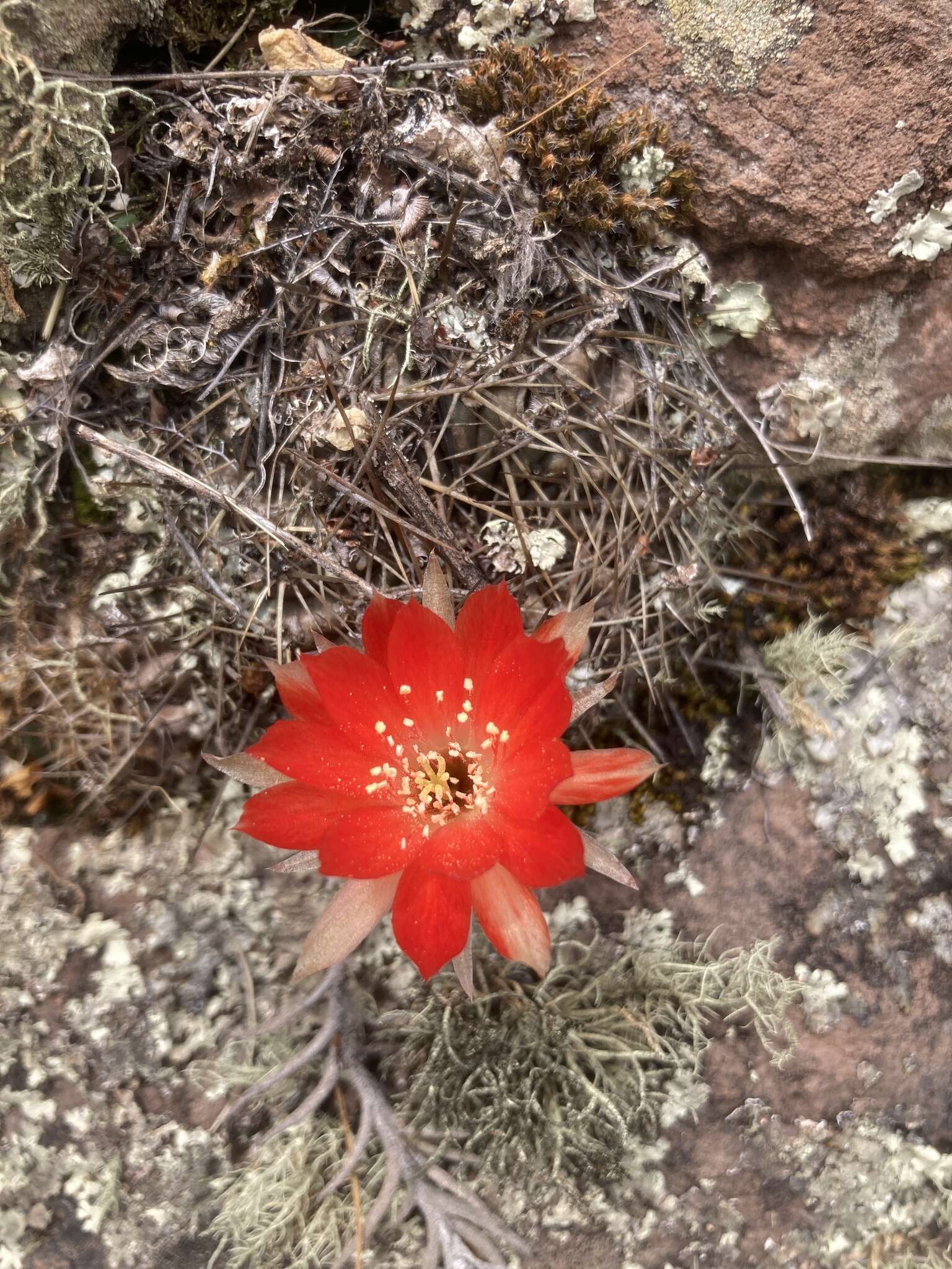 Echinopsis hertrichiana (Backeb.) D. R. Hunt resmi