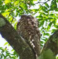 Image of Great Potoo