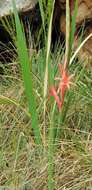 Imagem de Watsonia gladioloides Schltr.