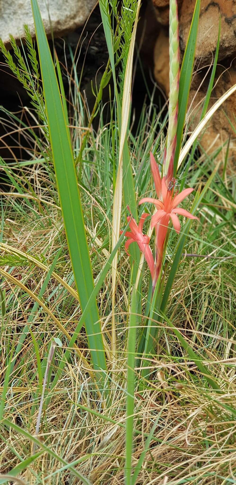 Imagem de Watsonia gladioloides Schltr.