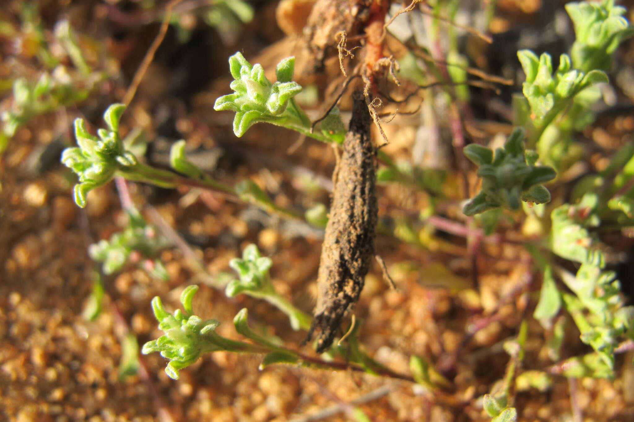 Sivun Oxalis pulchella Jacq. kuva