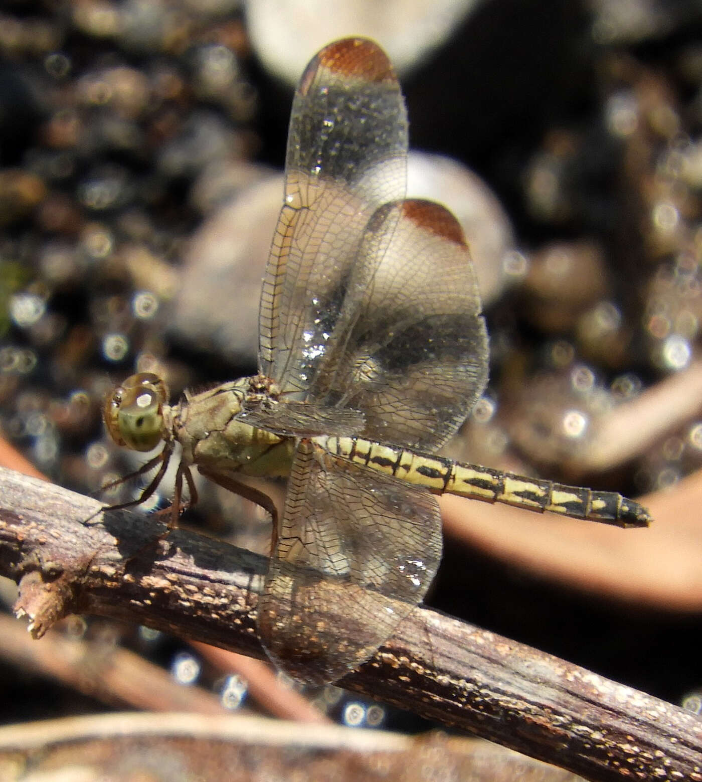 Image of Neurothemis terminata Ris 1911