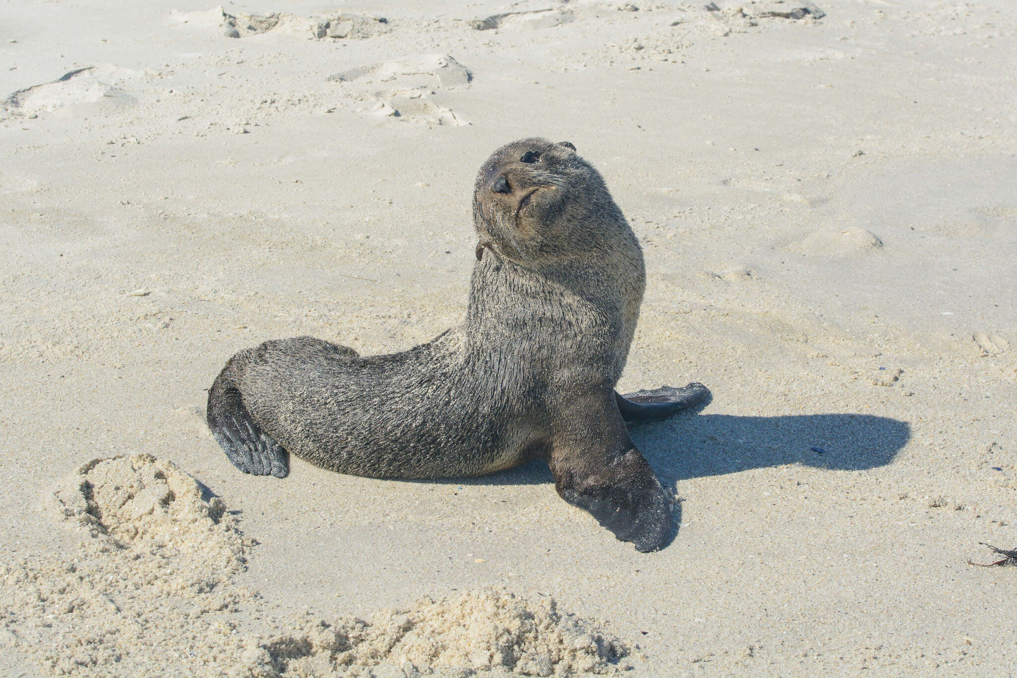 Image of Afro-Australian Fur Seal