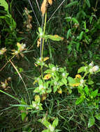 Image of Gomphrena filaginoides Mart. & Gal.