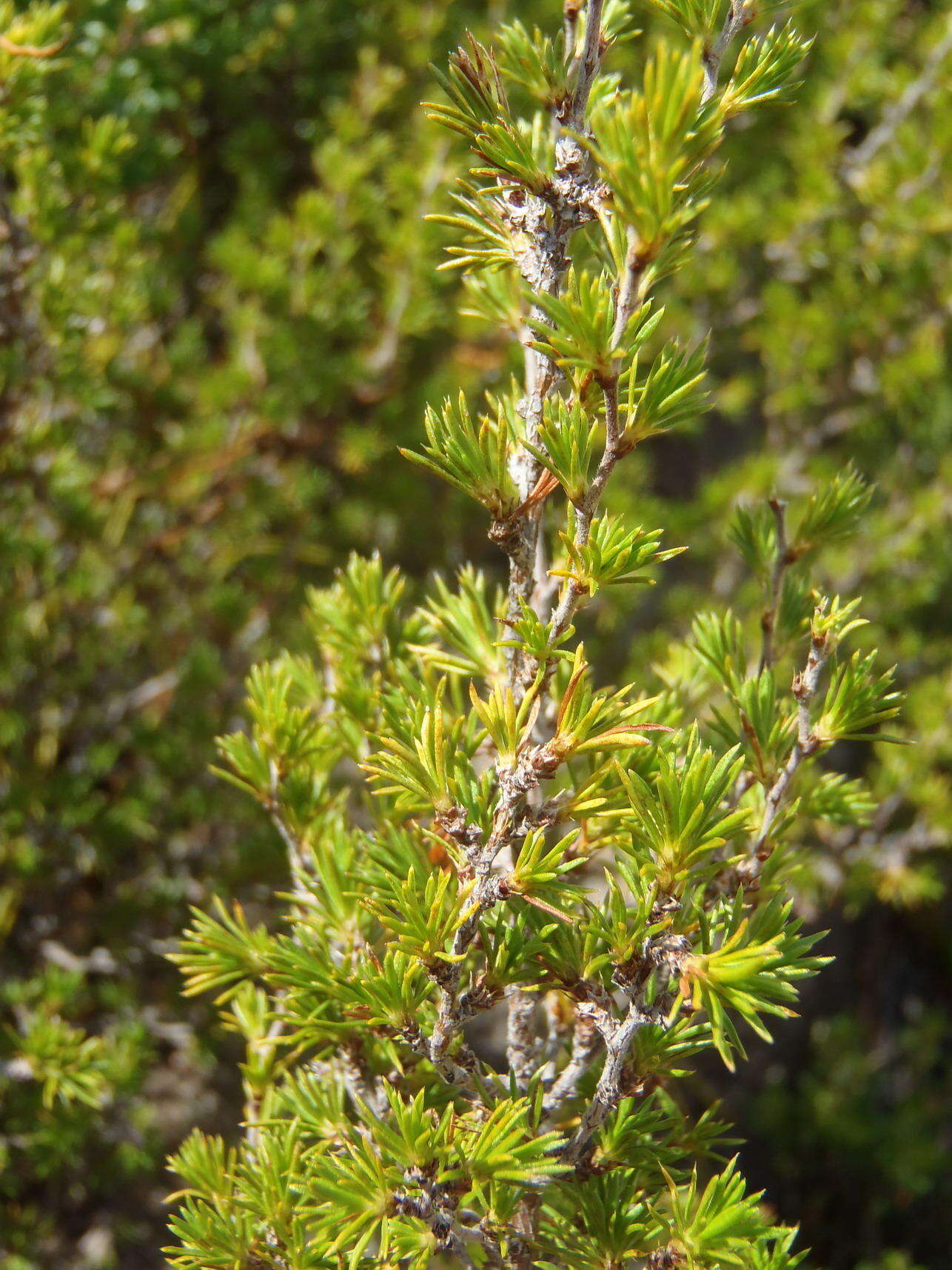 Image of Cliffortia tuberculata (Harv.) Weim.