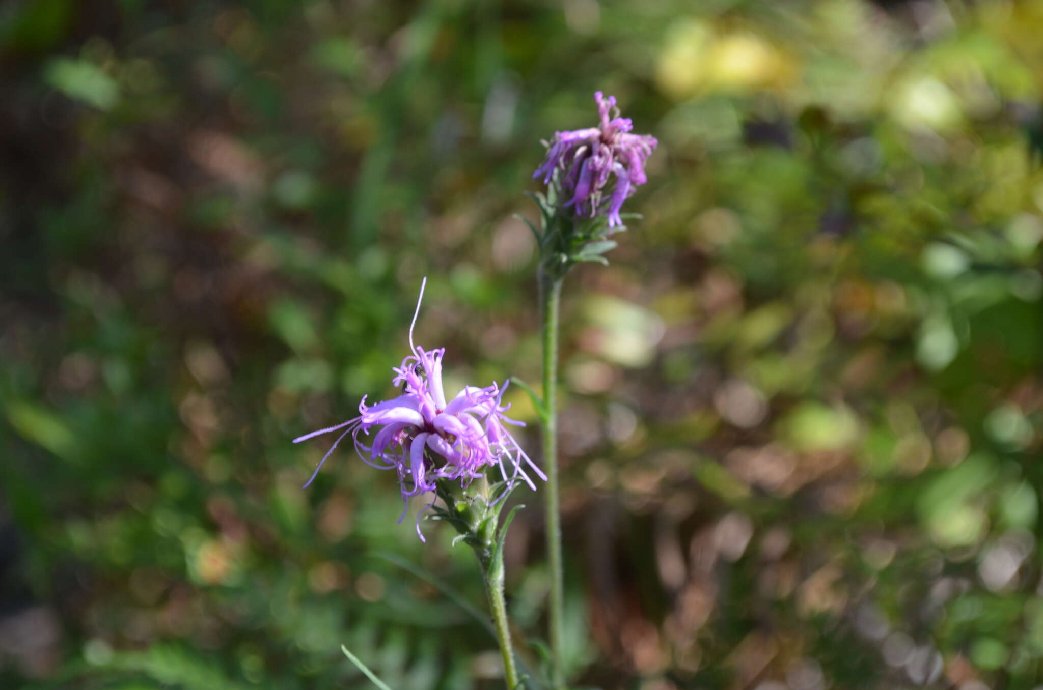 Слика од Liatris squarrosa (L.) Michx.