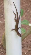 Imagem de Anolis concolor Cope 1862