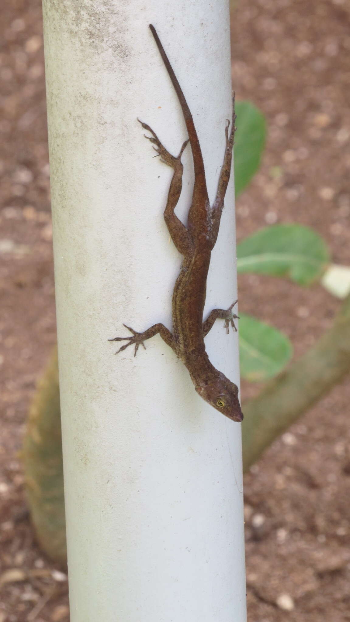 Imagem de Anolis concolor Cope 1862