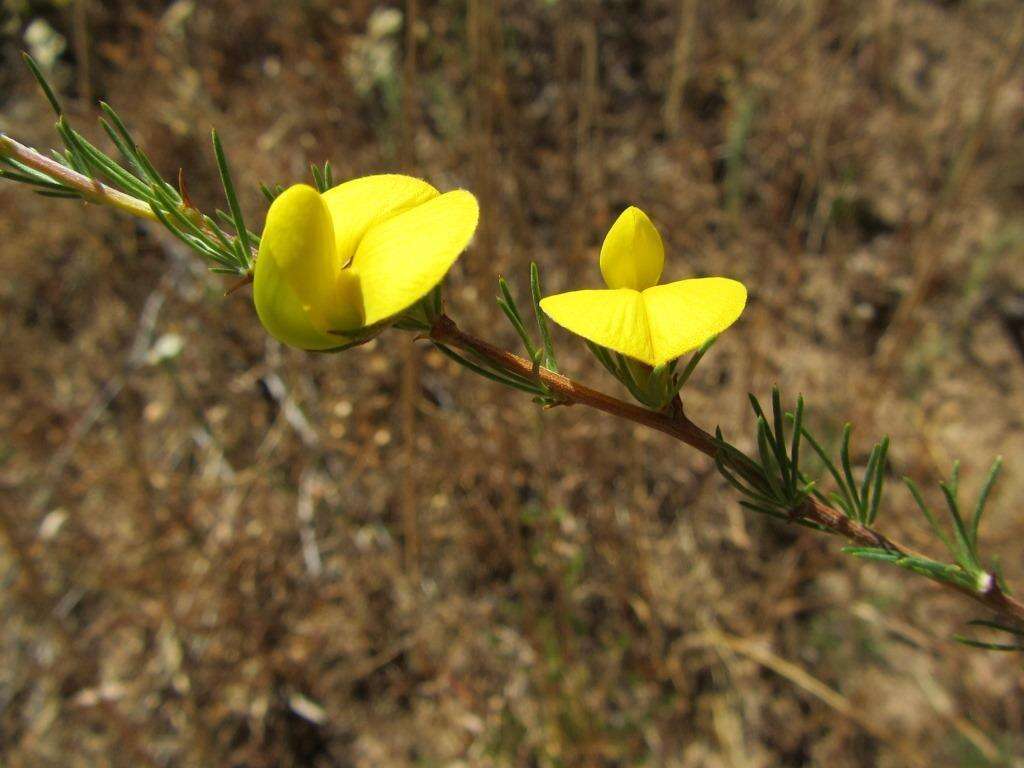 Image of Aspalathus uniflora L.