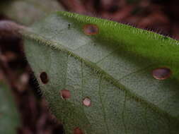 Image of Ardisia villosa Roxb.