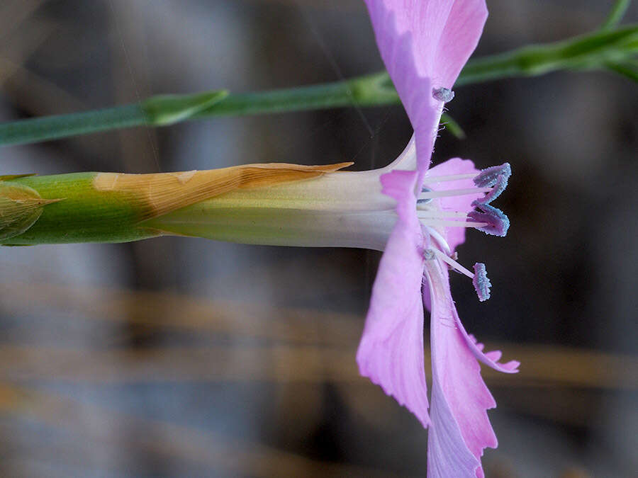 Image of Dianthus rupicola Biv.