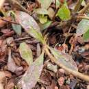 Image de Rhododendron occidentale var. occidentale