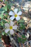 Plancia ëd Oxalis rubricallosa Oberl., Dreyer & Roets