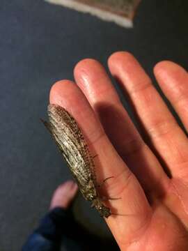 Image of New Zealand dobsonfly