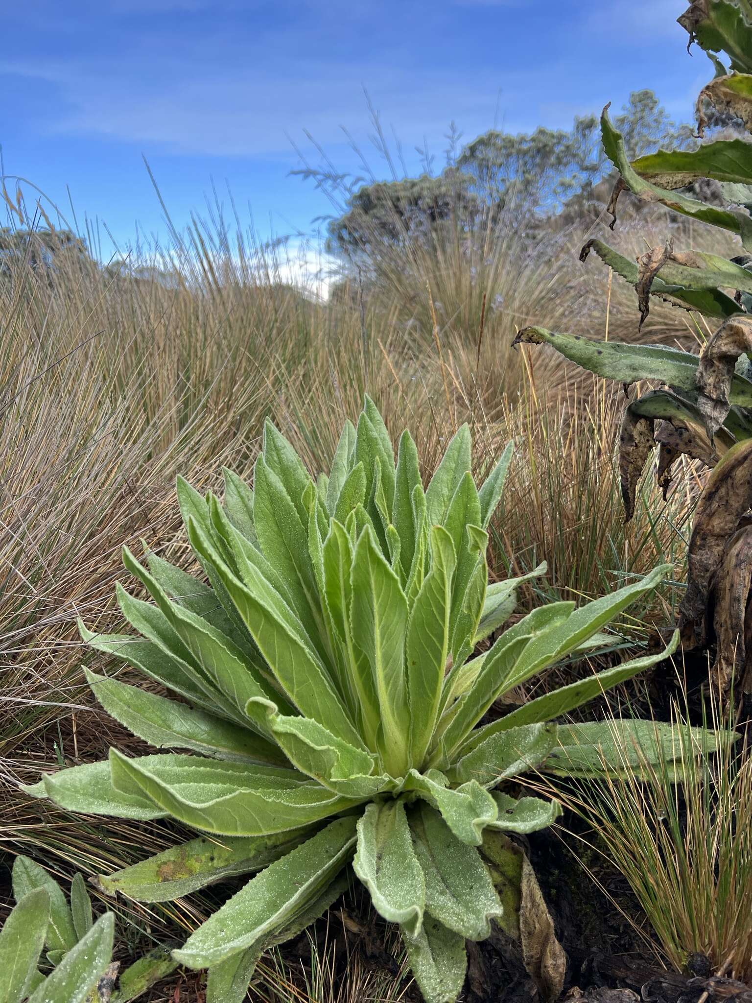 Sivun Senecio isabelis S. Díaz-Piedrahíta kuva